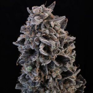 White Widow Auto Feminized Seeds
