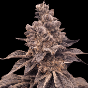 Gorilla Apple Candy Feminized Seeds