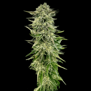 Gorilla Guava Feminized Seeds
