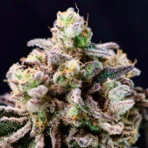 Green Apple Tangie Feminized Seeds