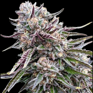 Orangutangie Feminized Seeds