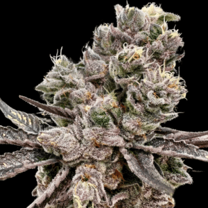 Platinum Green Apple Candy Feminized Seeds