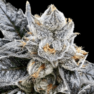Platinum Lemon Cherry Gelato Feminized Seeds