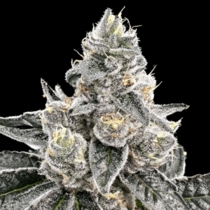 Platinum Runtz Feminized Seeds