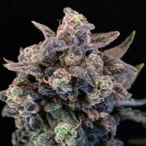 Unicorn Glitter Feminized Seeds