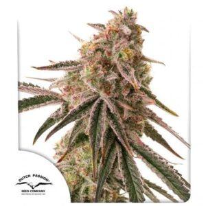 Frozen Biscotti Feminized Seeds
