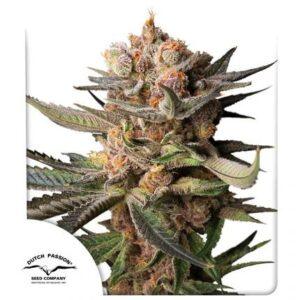 Frozen Biscotti Auto Feminized Seeds