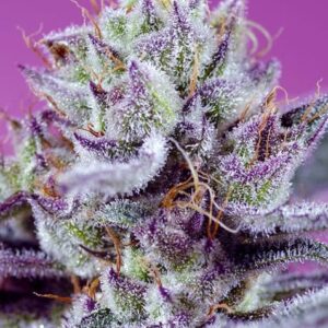 Diablo's Delight XL Auto Feminized Seeds
