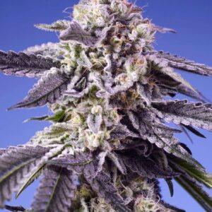 Permanent Jealousy XL Auto Feminized Seeds