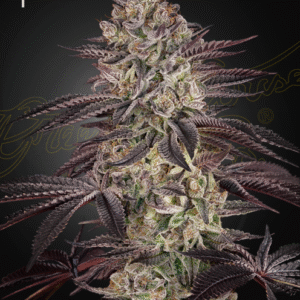 Biscotti Auto Feminized Seeds