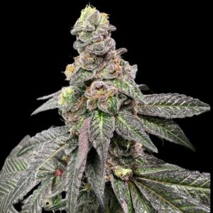 Banana Nut Bread Feminized Seeds