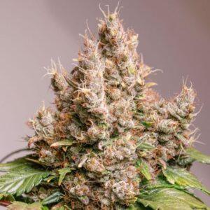 Red Tropicana Cookies Auto Feminized Seeds