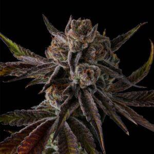 Purple Preserves Feminized Seeds