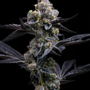 Garlic Cookies Feminized Seeds