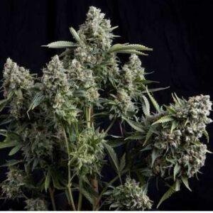 Tutankhamon feminized Seeds