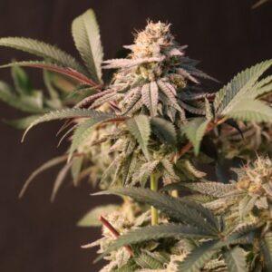 Lemon Cherry Runtz Feminized Seeds