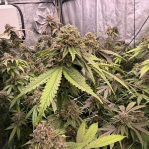 Biscotti Gelato Feminized Seeds