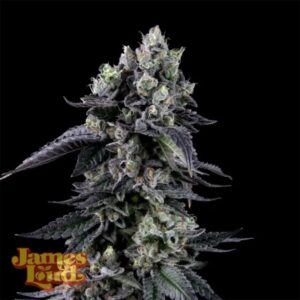 Triangle Lemon Cherry Feminized