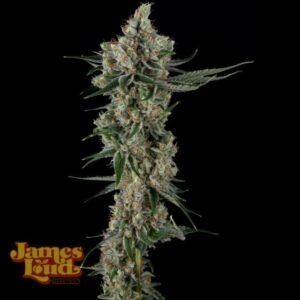 Loud Dream Candy Feminized Seeds