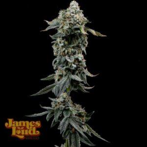 Heavy Z Feminized Seeds