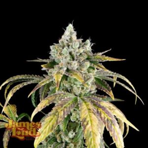 Gorilla Cookies OG Auto Feminized Seeds