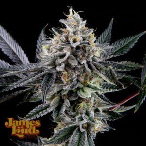 Frosted Biscotti Auto Feminized Seeds
