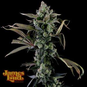 Candy Island Feminized Seeds