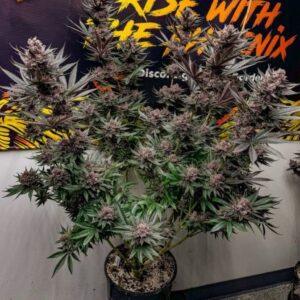 The Pulp Father Feminized Seeds