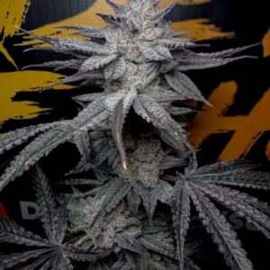 Rubicite Feminized Seeds