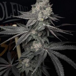 Lucid Vision Feminized Seeds
