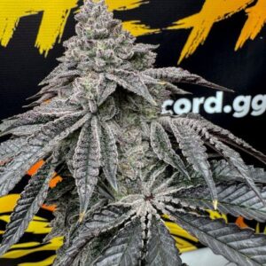 Dirty Water Feminized Seeds