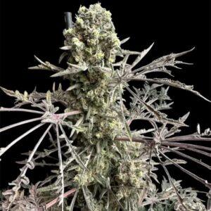 Mentha de Croco Fern BX1 F2 Feminized Seeds