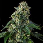 Presidential Pardon Feminized Seeds