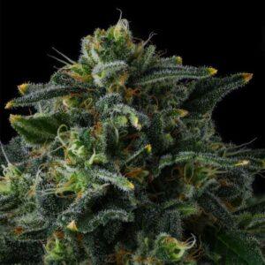 Philbo Baggins Feminized Seeds