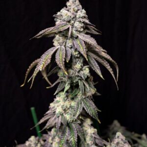 Blueberry Fudge Feminized Seeds