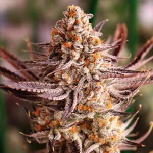 Grape Amethyst Feminized Seeds