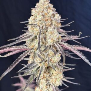 Purple Magnolia Feminized Seeds