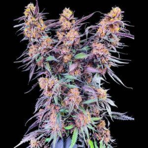 Spanish Moon S1 Feminized Seeds