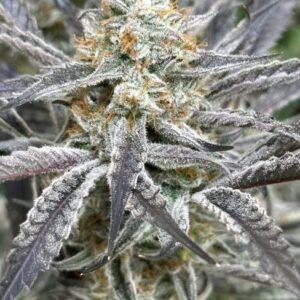Strawberry Cadillac Feminized Seeds