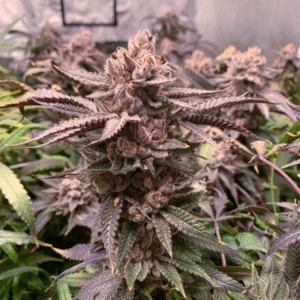 Slush Mint Cake Feminized Seeds