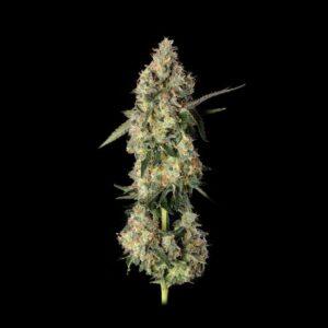Lemon Smuggler Feminized Seeds
