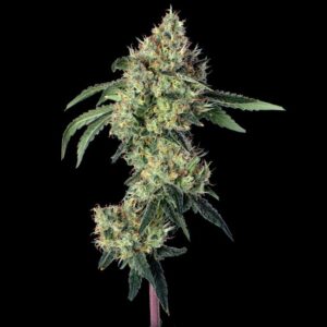 Lemon Prime Feminized Seeds