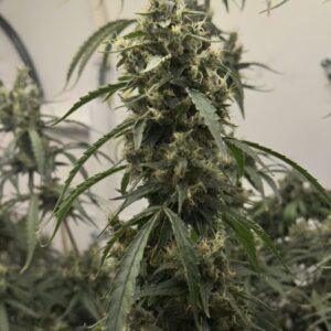 Black BubbleGum Haze Feminized Seeds