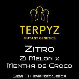 Zitro Feminized Seeds