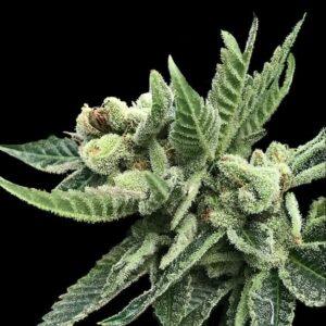 White Widow Feminized Seeds