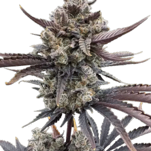 Banana Purple Punch RF3 Auto Feminized Seeds