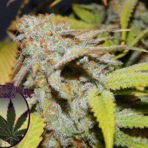 Cookie OG Feminized Seeds