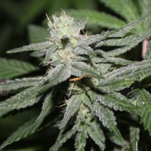 Alien Headband Feminized Seeds