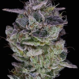 Orange Cake Feminized Seeds
