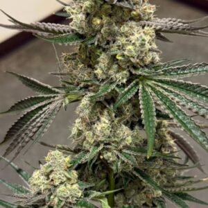 Triple Kush Breath Feminized Seeds